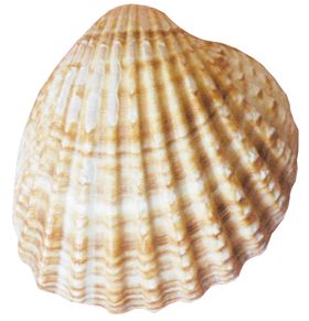 海螺壳海洋背景水产贝