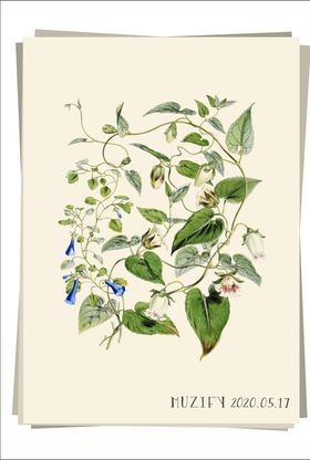 牵牛花植物图鉴
