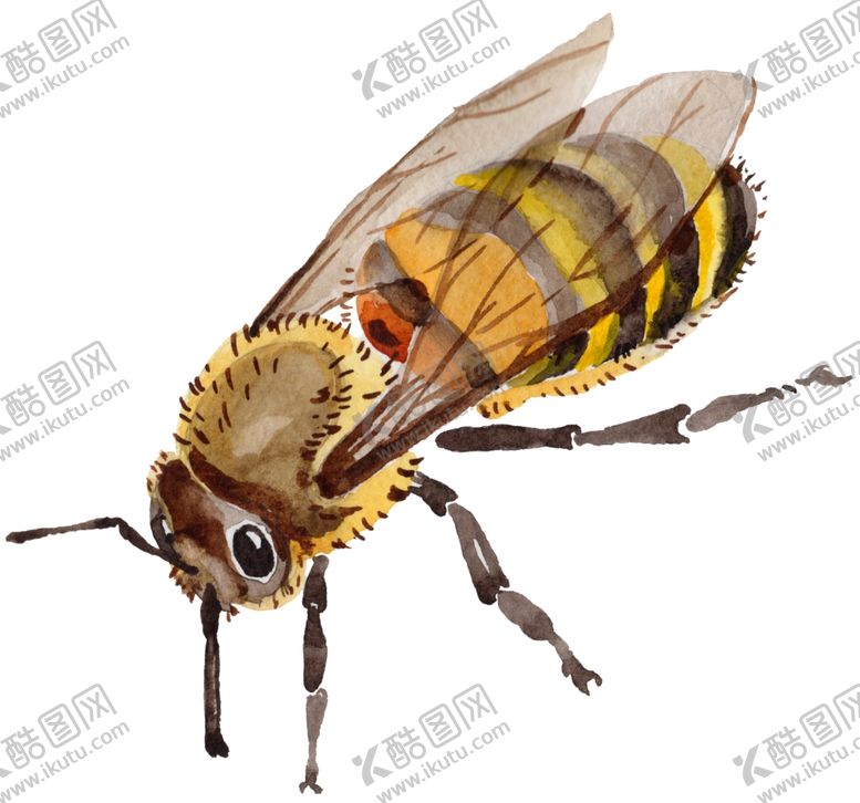 编号：95982010260237487375【酷图网】源文件下载-蜜蜂