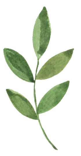 手绘植物花卉