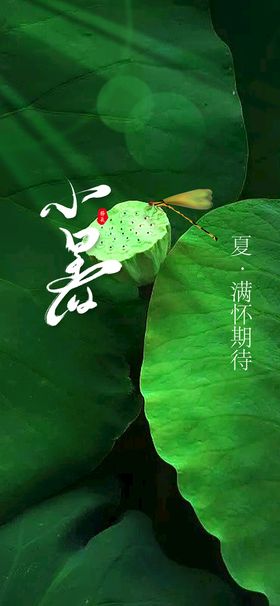 小暑节气活动