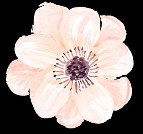 水彩花卉树叶PNG环png