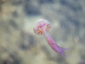 海底世界生物摄影洋生物