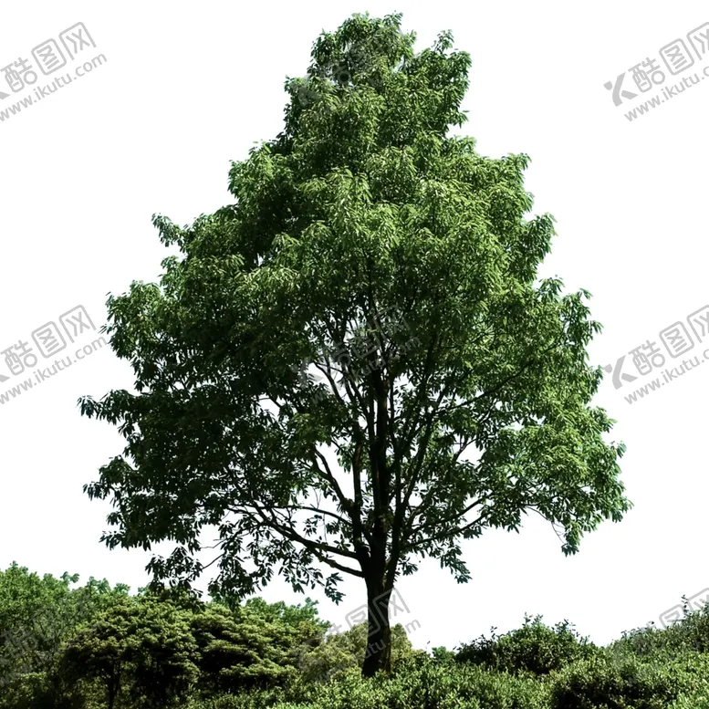 编号：58804306251905498230【酷图网】源文件下载-大树公园街头海报背景合成素材