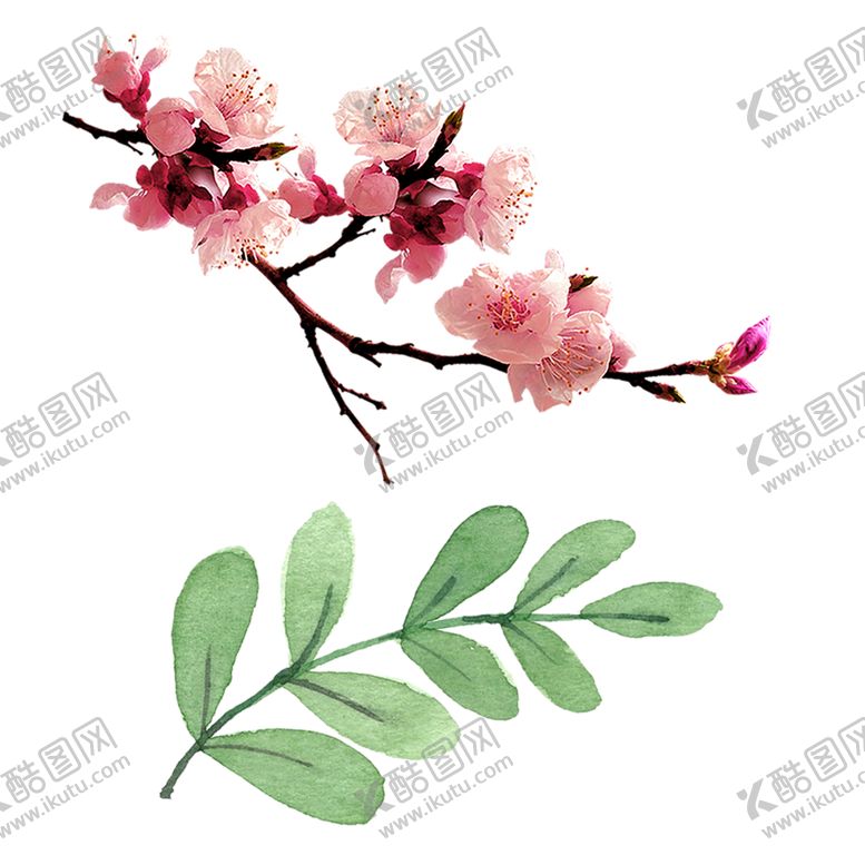 编号：20558810020749044713【酷图网】源文件下载-鲜花素材