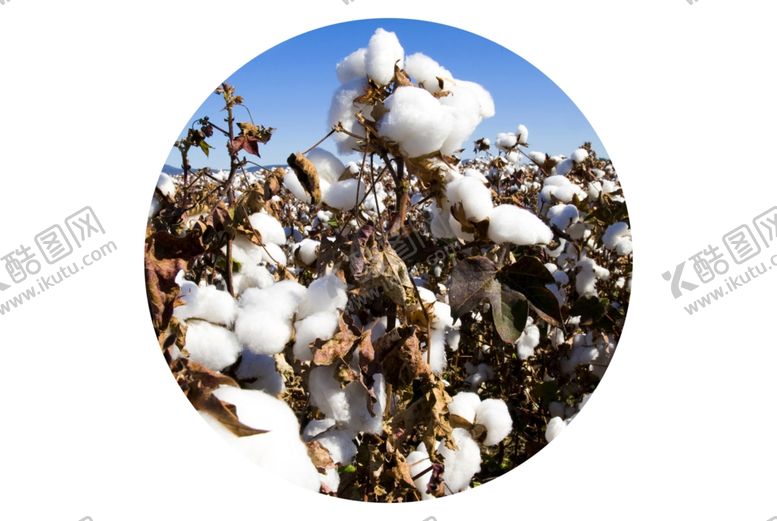 编号：88204209282058542205【酷图网】源文件下载-棉花