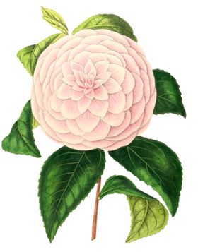 复古鲜花植物装饰图案