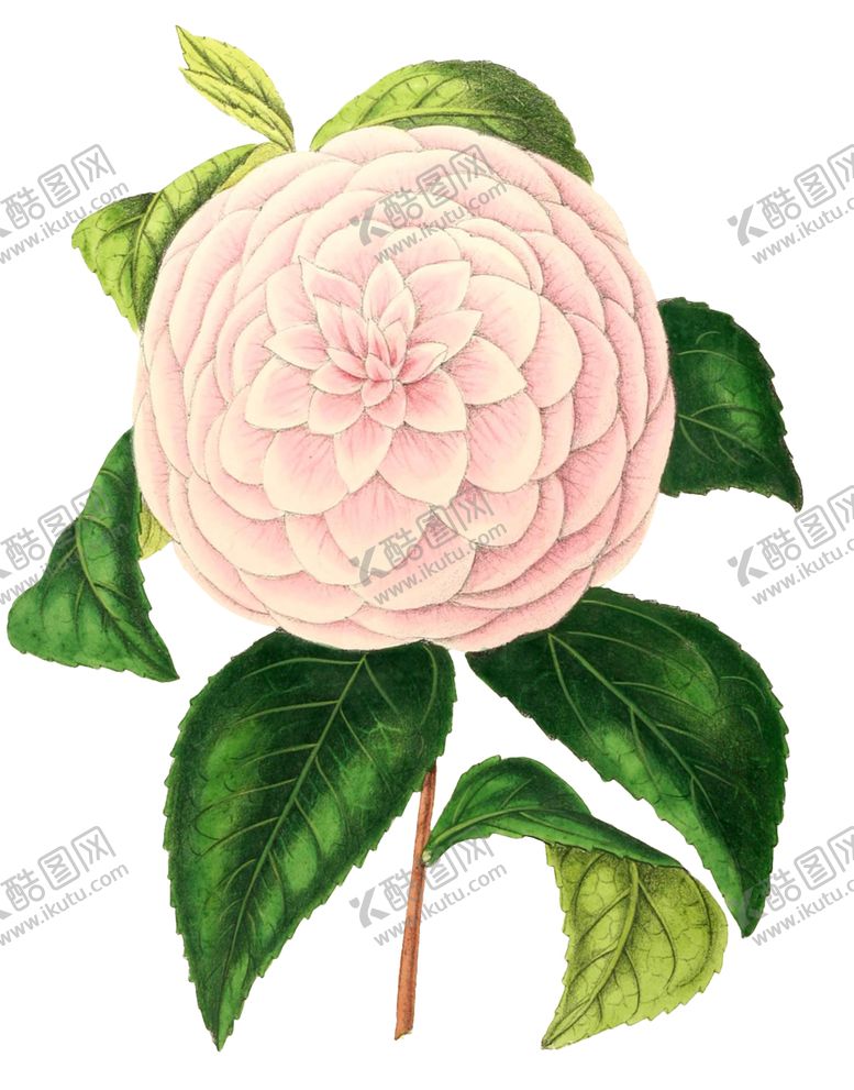 编号：93108707030025439796【酷图网】源文件下载-复古鲜花植物装饰图案