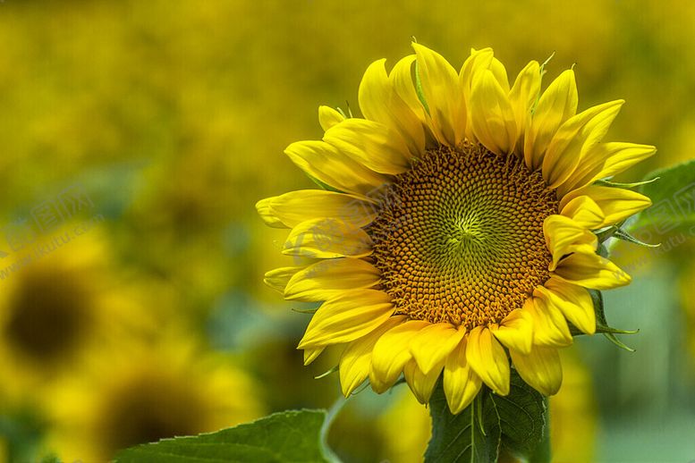 编号：60291911191338398048【酷图网】源文件下载-向日葵明艳