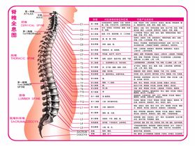 脊椎图