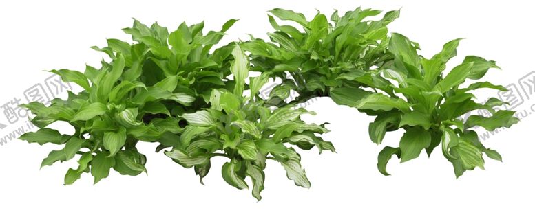 编号：40238809291338469404【酷图网】源文件下载-紫萼