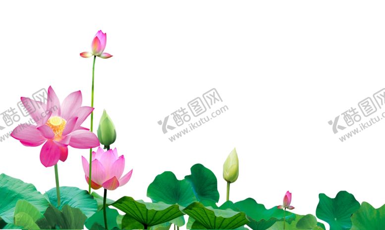 编号：73205709131656534050【酷图网】源文件下载-荷花