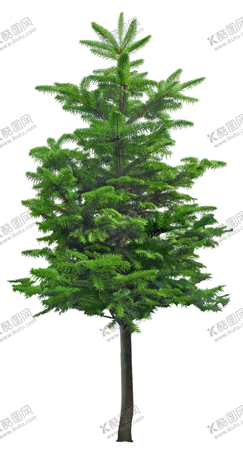 编号：77175810202052034129【酷图网】源文件下载-免扣植物素材图片