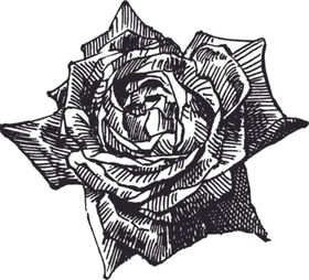 素描鲜花
