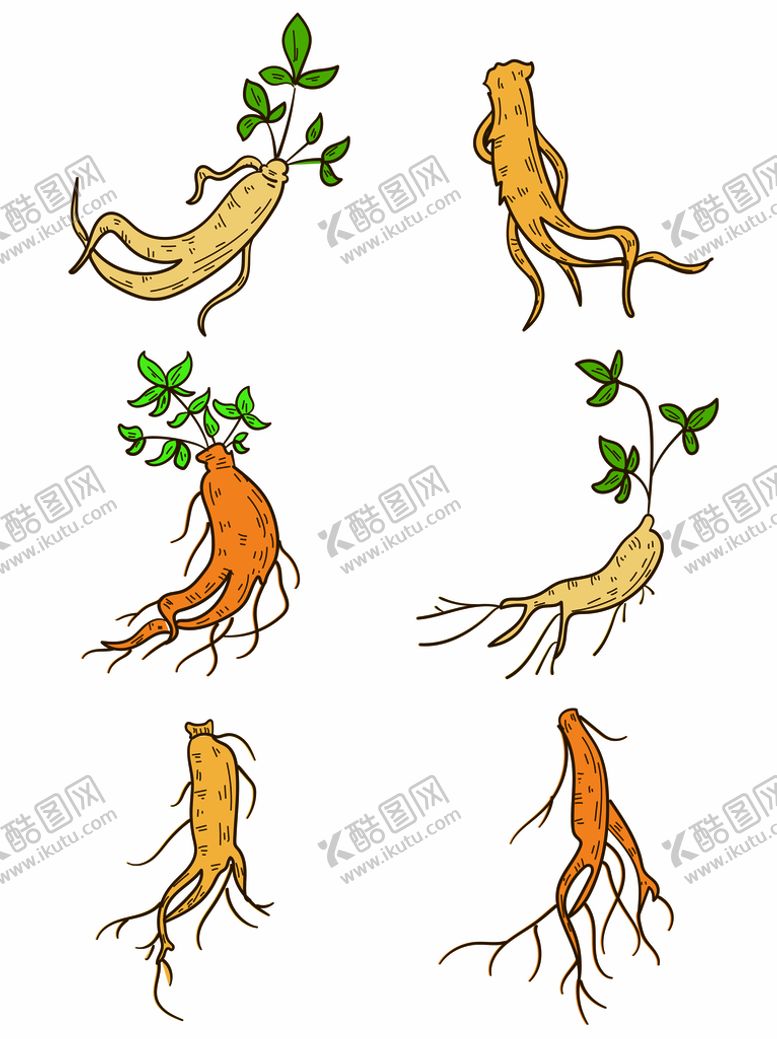 编号：97436510081936280745【酷图网】源文件下载-人参插画