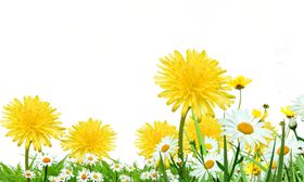 水墨菊花