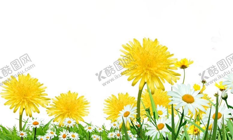 编号：25277905081220129123【酷图网】源文件下载-水墨菊花