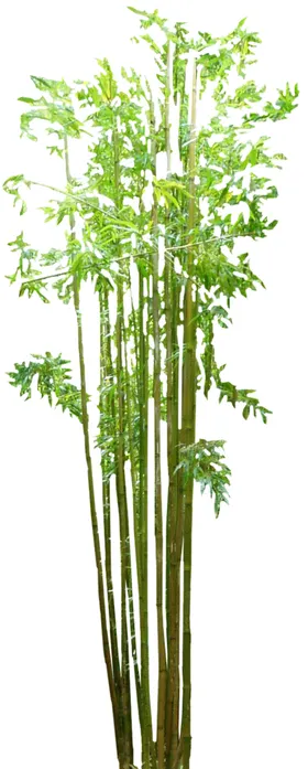 竹子 图片 竹叶 png  手