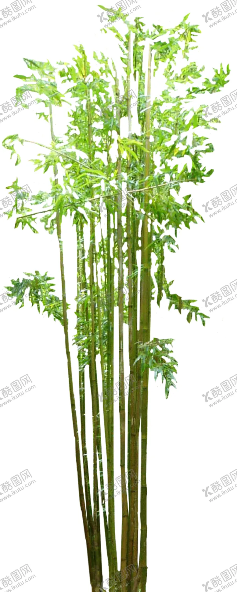编号：81593401271016106938【酷图网】源文件下载-竹子 图片 竹叶 png  手