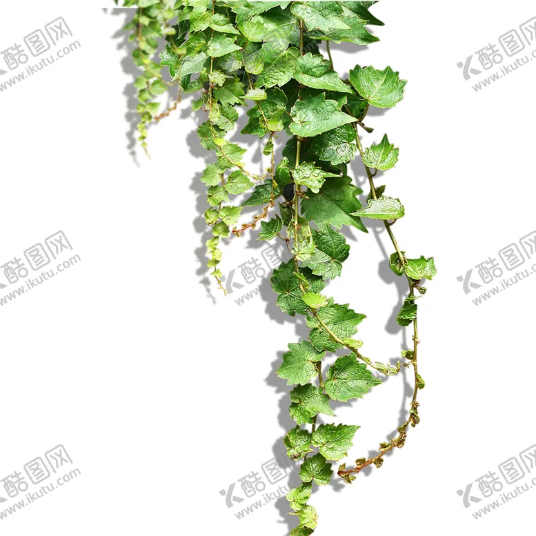 编号：41720406272100571988【酷图网】源文件下载-绿色植物
