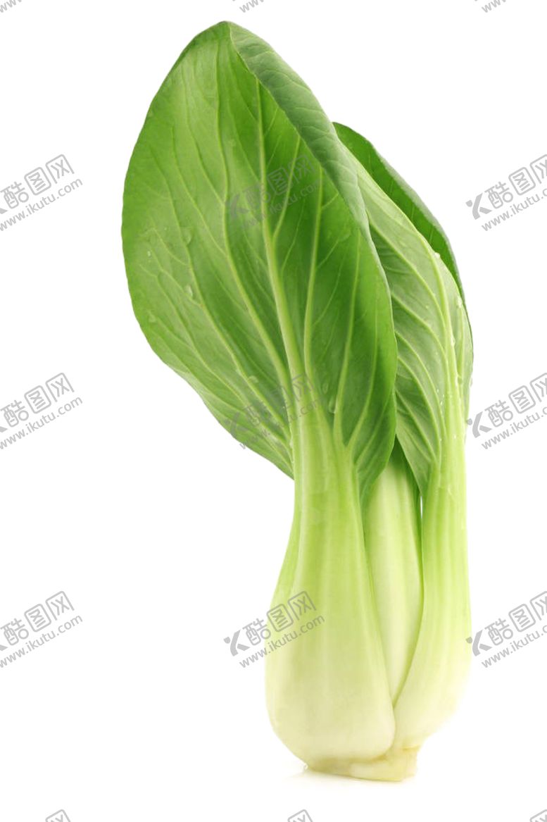 编号：73317610301901168227【酷图网】源文件下载-青菜