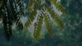 雨后的草