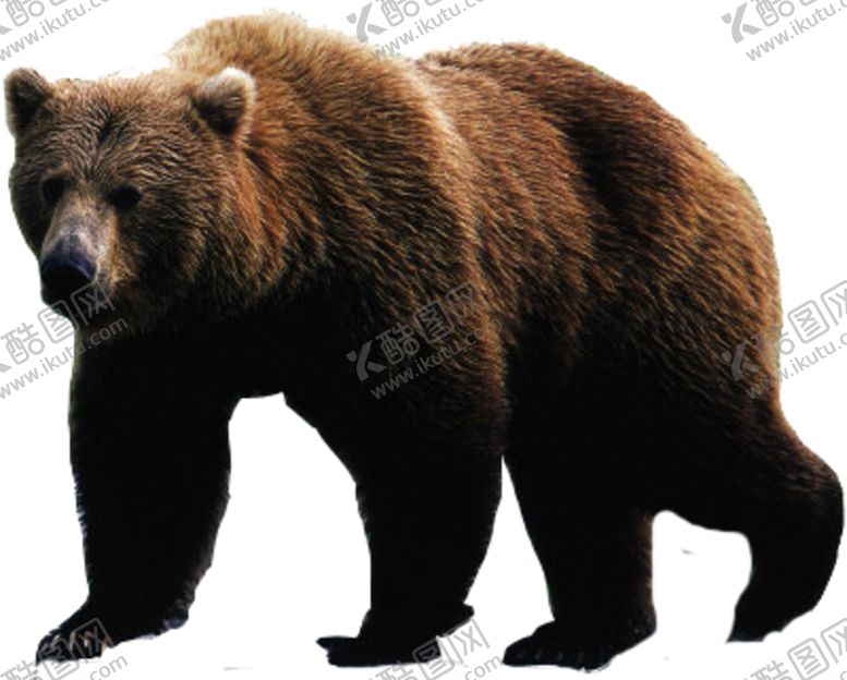 编号：47880410091511383883【酷图网】源文件下载-野生动物动物宠物温顺摄