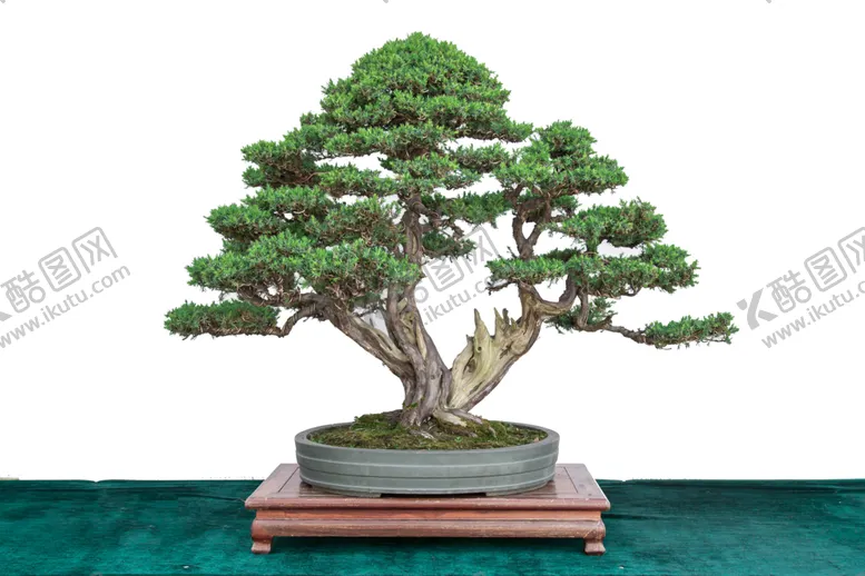 编号：40217903150107486379【酷图网】源文件下载-盆景