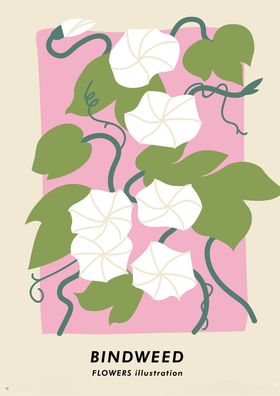 粉色背景下的白色旋花