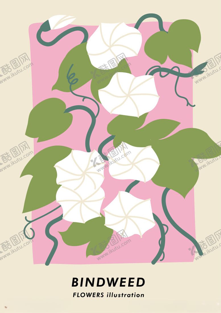 编号：72017211020555174186【酷图网】源文件下载-粉色背景下的白色旋花