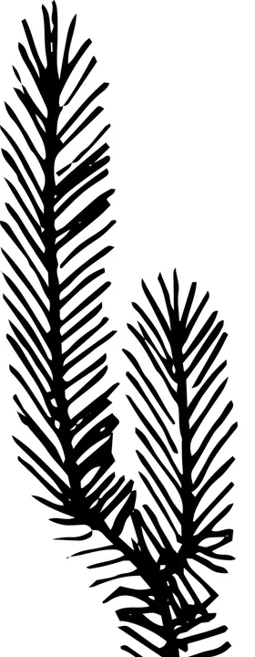 手绘植物枝干