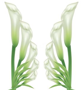 百合花