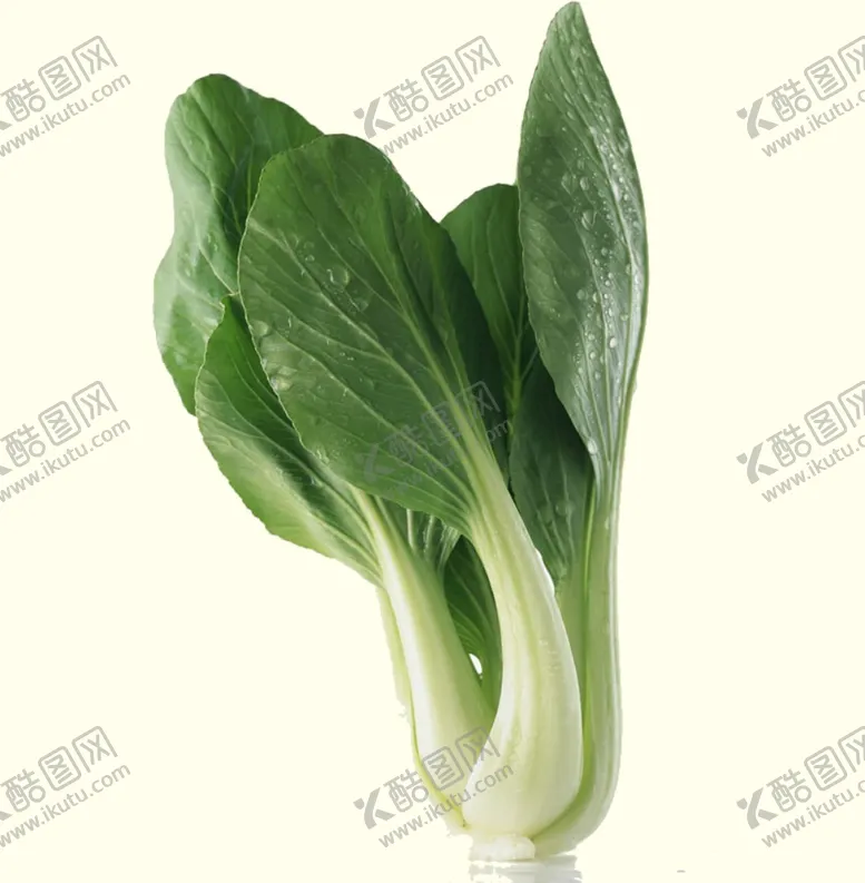 编号：63004104210328414921【酷图网】源文件下载-油菜