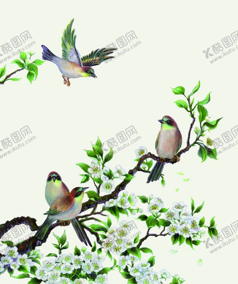 编号：45020806281007295236【酷图网】源文件下载-花鸟