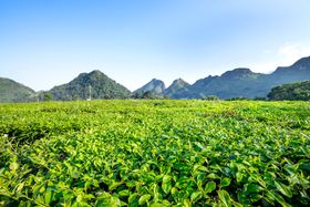 Ai矢量茶园背景