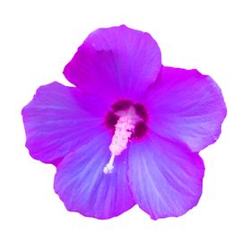 鲜花素材
