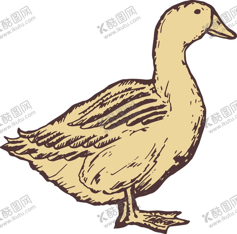 编号：43136501141909274193【酷图网】源文件下载-鸭子