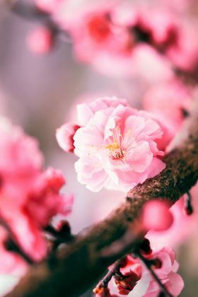 樱花