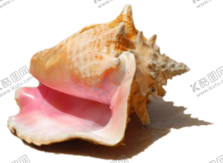 编号：10782610050101417178【酷图网】源文件下载-海螺壳海洋背景水产贝