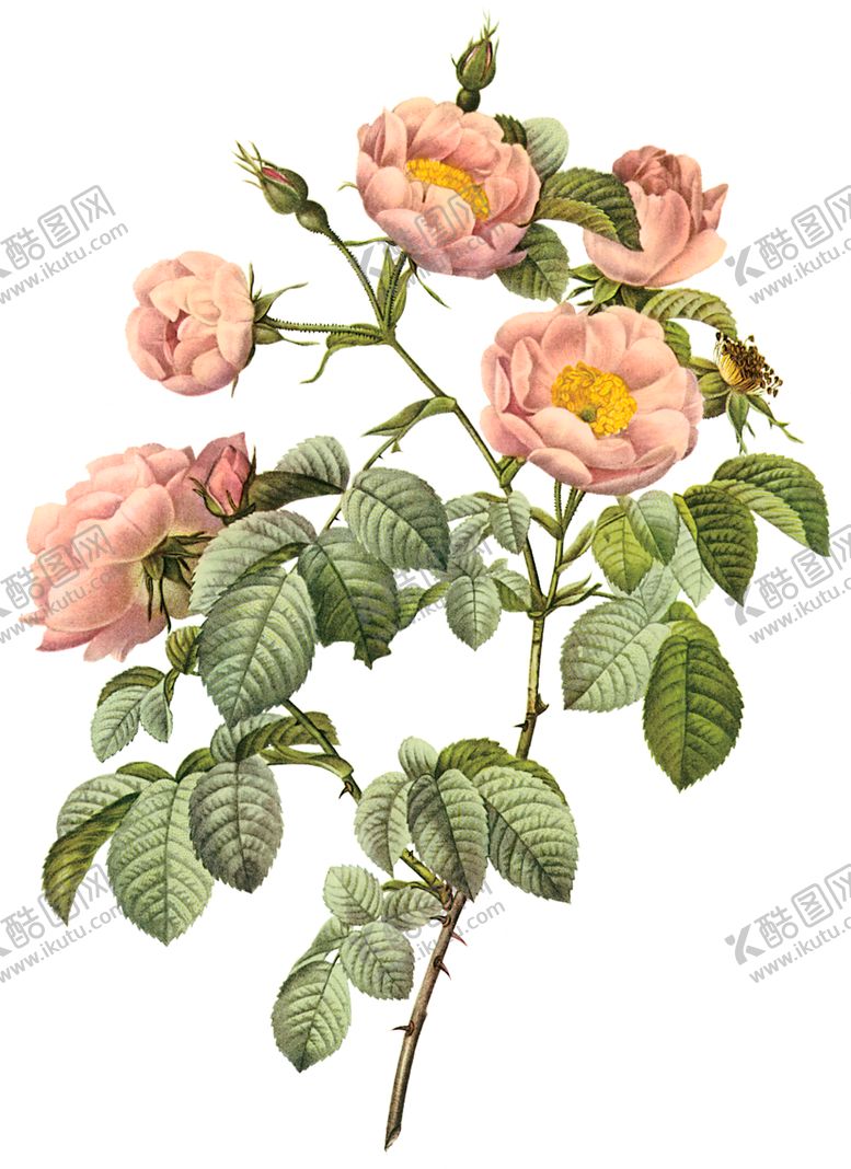 编号：37296809241733519013【酷图网】源文件下载-植物花卉油画装饰画