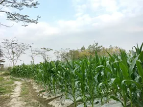 玉米地 植物 