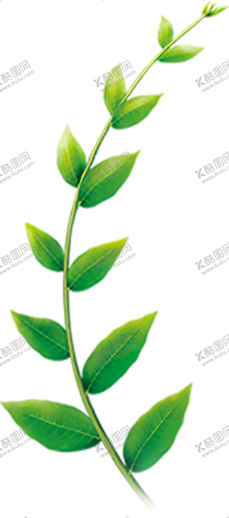编号：45431706272132005482【酷图网】源文件下载-绿色植物