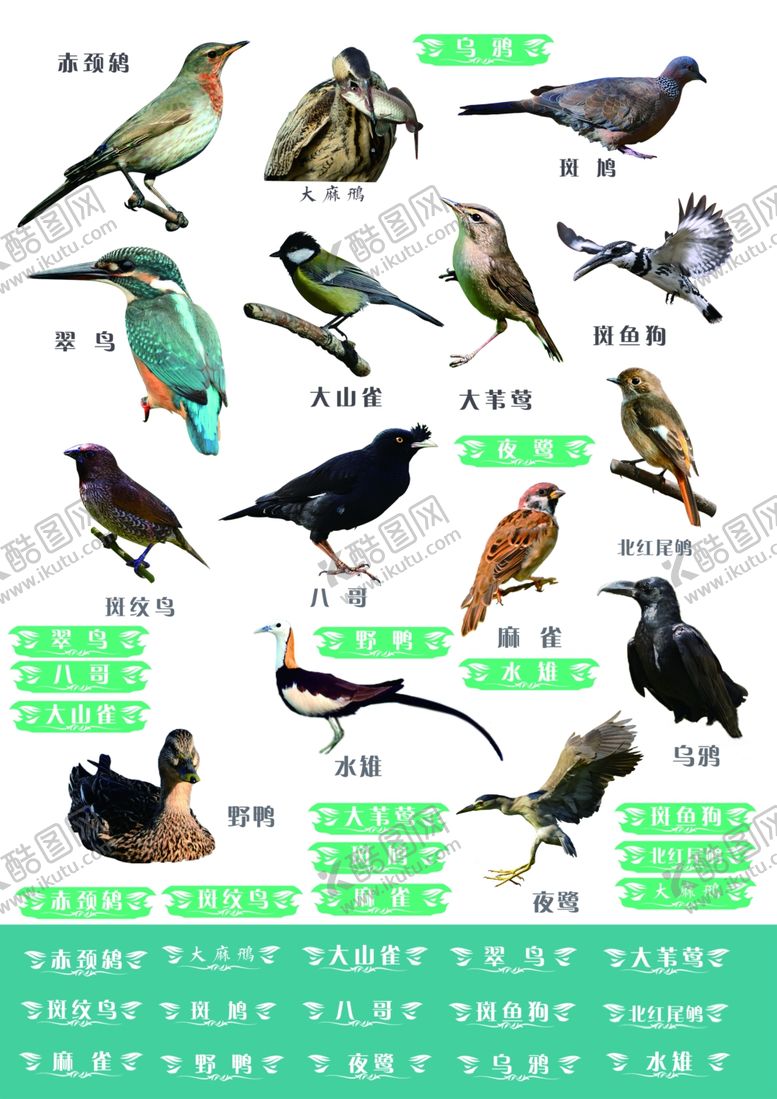 编号：31022309150549345135【酷图网】源文件下载-鸟类素材