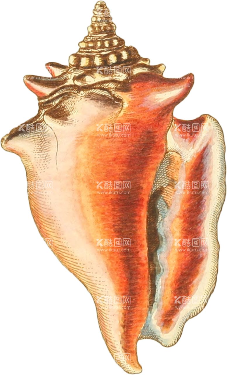 编号：42528212211023367053【酷图网】源文件下载-贝壳手绘写实