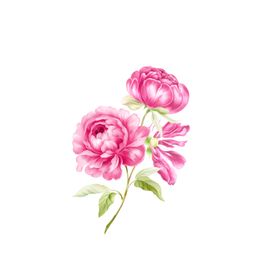 高清花