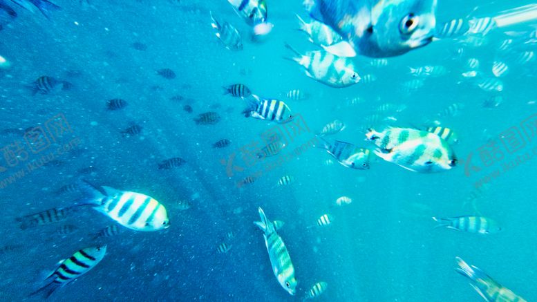 编号：17875807052022129203【酷图网】源文件下载-热带鱼