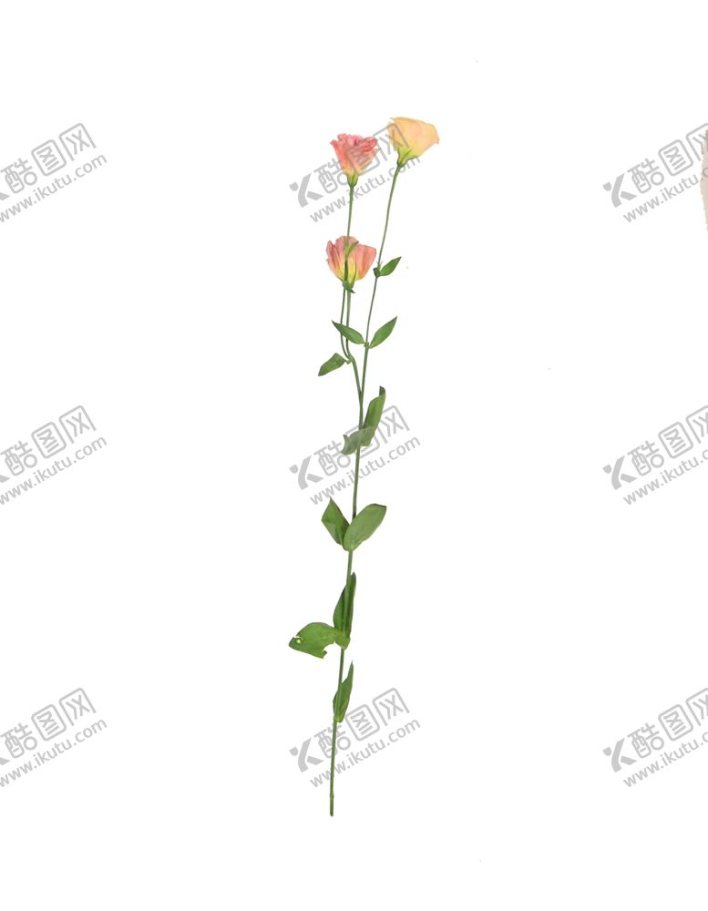 编号：89505110050953084038【酷图网】源文件下载-单只花花枝素材花