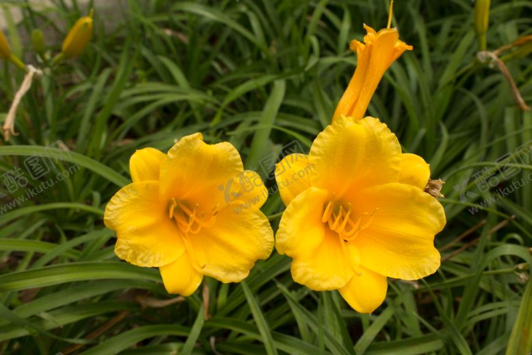 编号：78590709281234332599【酷图网】源文件下载-金娃娃萱草