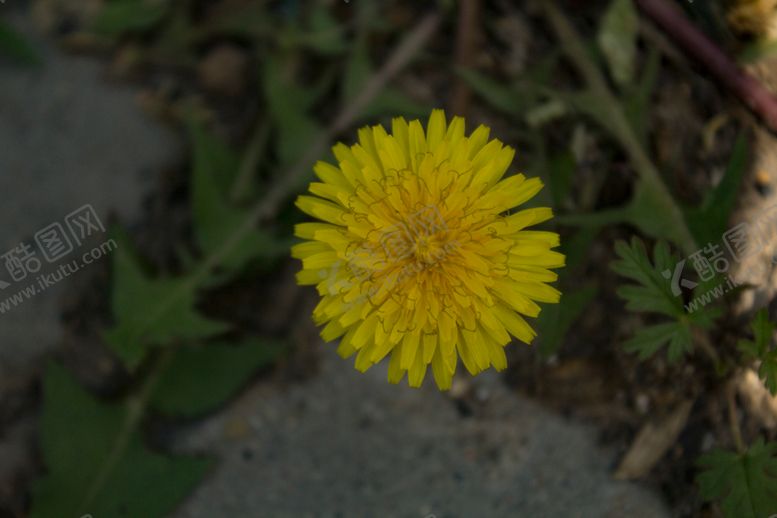 编号：17113110311407541614【酷图网】源文件下载-蒲公英花