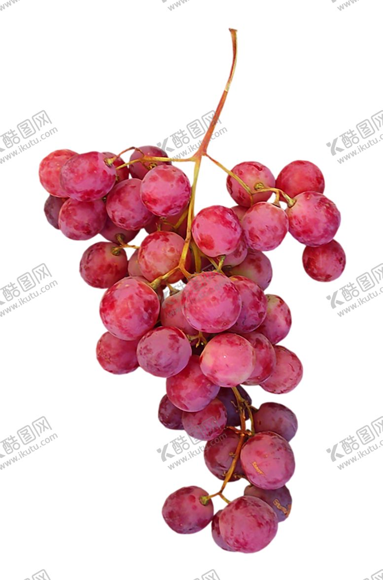 编号：29819507021918512578【酷图网】源文件下载-水果